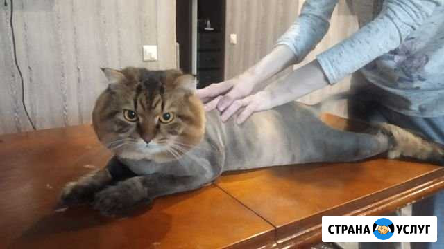 Стрижки кошек и собак Зоосалон Медея Рязань - изображение 1
