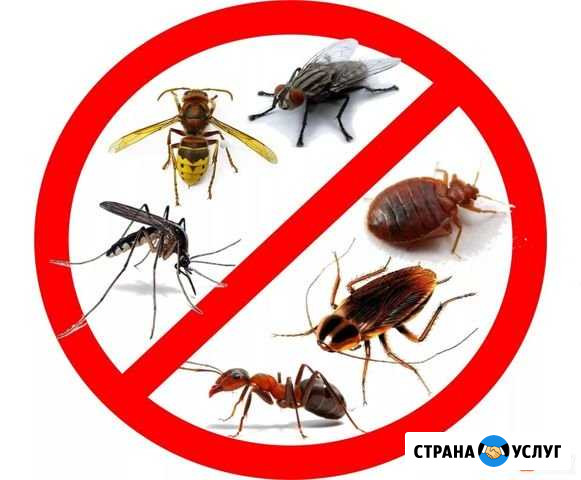 Обработка дачных участков, квартир от насекомых Тольятти - изображение 1