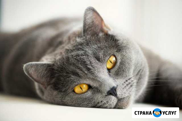 Стерилизация котов и кошек на дому Саратов - изображение 1