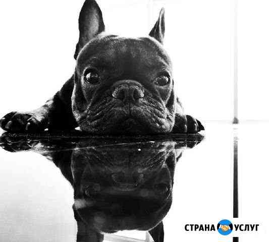 Вязка Французского Бульдога Ростов-на-Дону