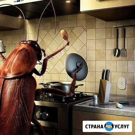 Уничтожение тараканов, клопов в Челябинске Челябинск - изображение 1