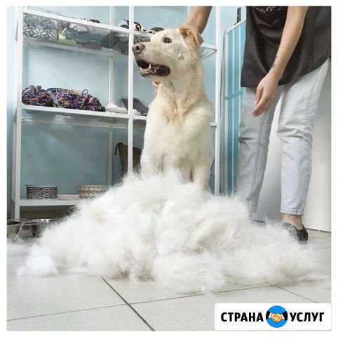 Груминг собак и кошек. Стрижка, уход, гигиена Мурино - изображение 1