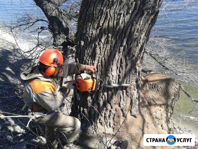 Спил деревьев Баксан - изображение 1