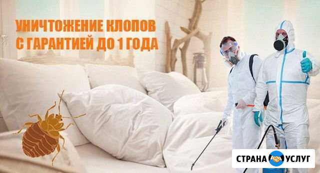 Уничтожение клопов, тараканов, муравьев и других н Красноярск - изображение 1