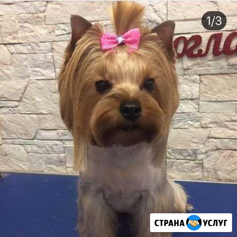 Профессиональные стрижки собак и кошек. Груминг Кисловодск - изображение 1