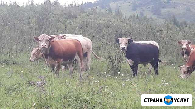 Откорм бычков крс Солонешное - изображение 1