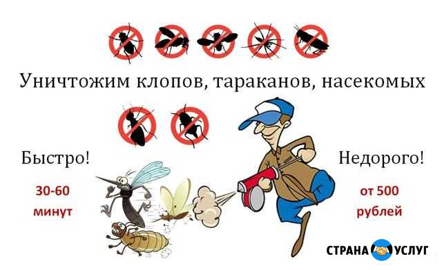 Уничтожение насекомых - клопов, тараканов, клещей Зеленоград - изображение 1