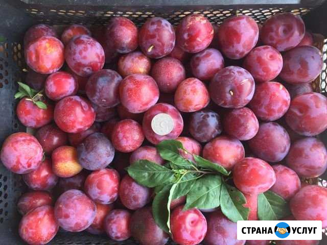 Слива красная, жёлтая Строитель - изображение 1