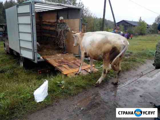 Скотовоз Азнакаево