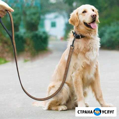 Выгул собак Ишим - изображение 1