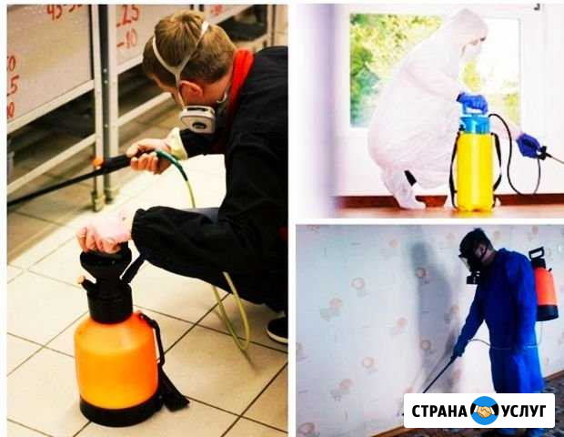 Уничтожение тараканов,клопов,блох, муравьев Кострома - изображение 1