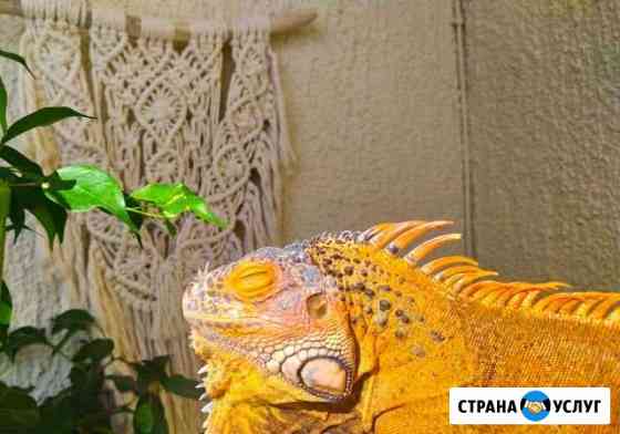 Передержка рептилий Краснодар