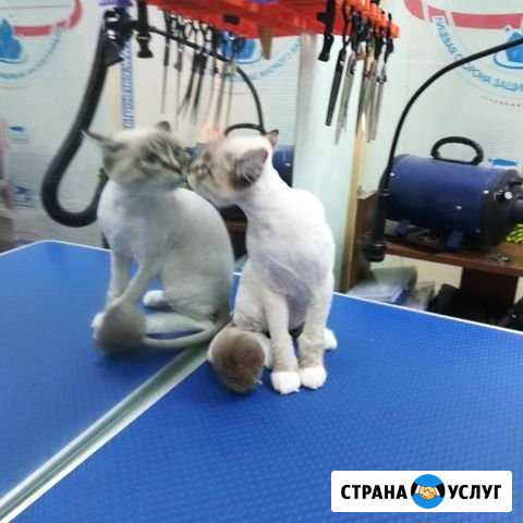 Груминг Лангепас - изображение 1