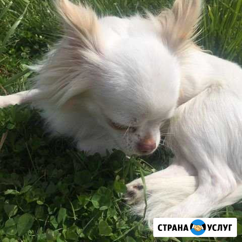 Вязка Псков - изображение 1
