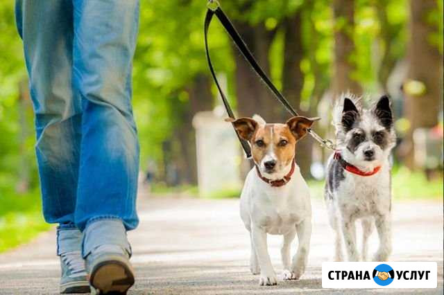 Выгул собак Владимир - изображение 1