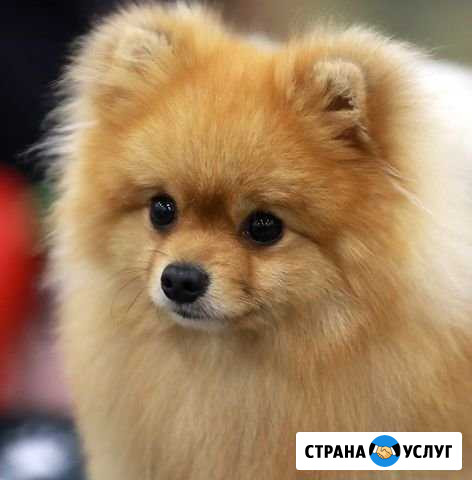 Выгул собак Саратов - изображение 1