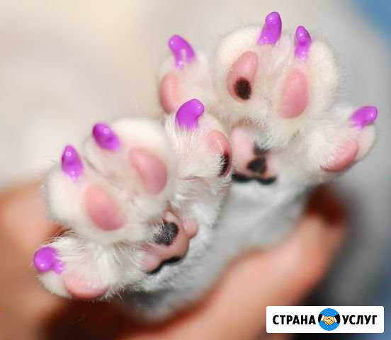 Стрижка декоративных пород собак Вязьма - изображение 1