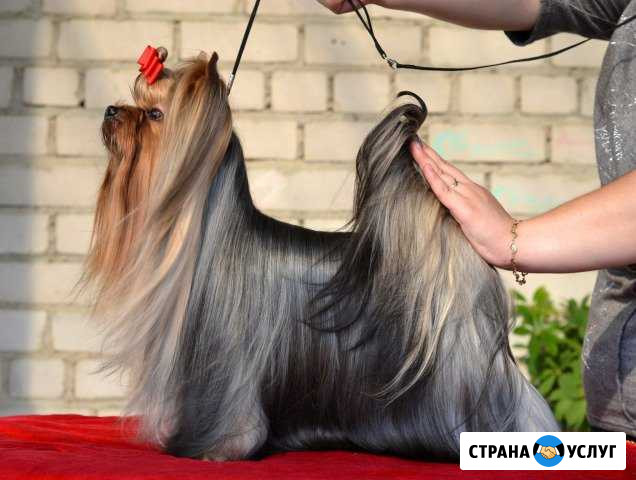 Йорк чемпион для вязок Ярославль - изображение 1