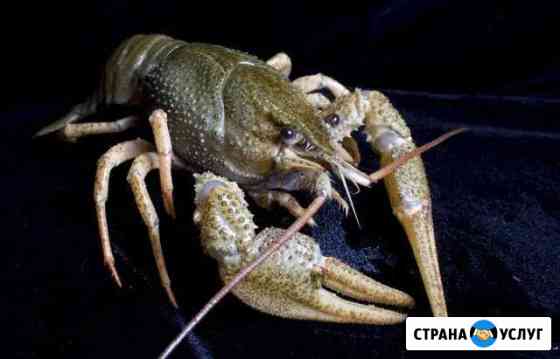 Раки.сотрудничество С рыбаками Саратов