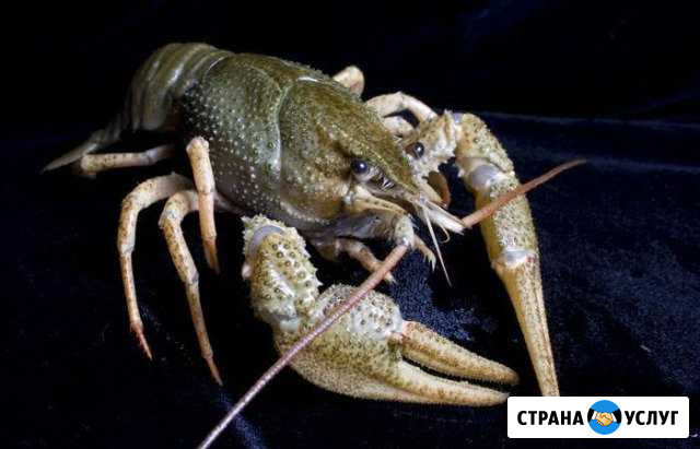 Раки.сотрудничество С рыбаками Саратов - изображение 1