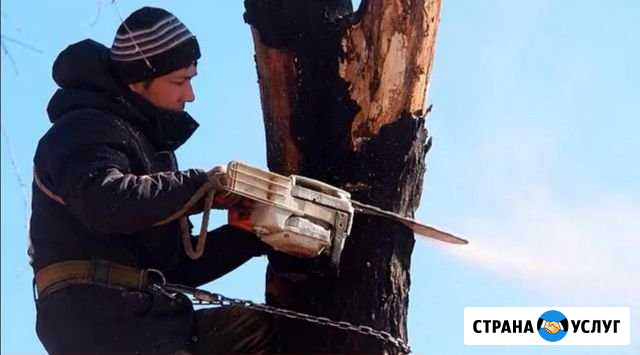 Спил Деревьев / Валка Деревьев Петрозаводск - изображение 1