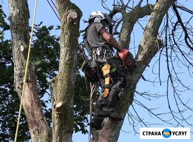 Пилим деревья в любых условиях Павловский Посад - изображение 1