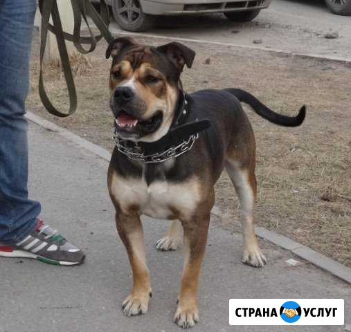 Ка Де Бо (Перро дого мальоркин) вязка Липецк - изображение 1