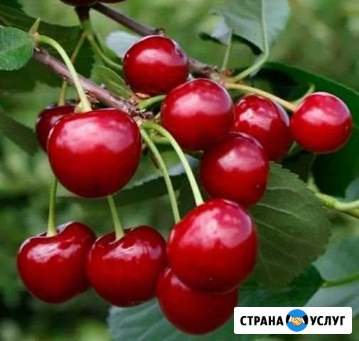 Продукты питания Прокопьевск - изображение 1