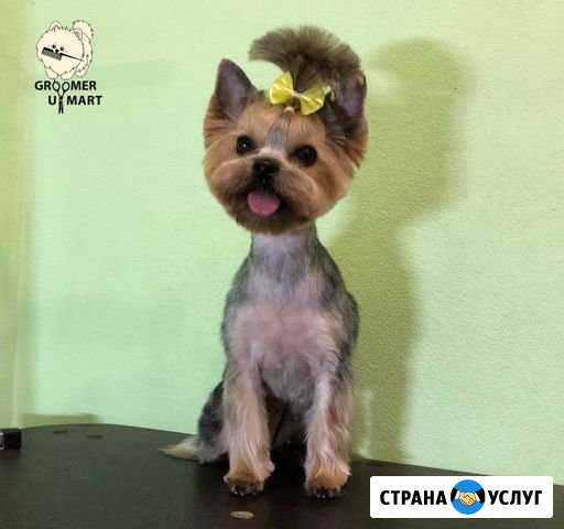 Стрижка собак и кошек Киров - изображение 1