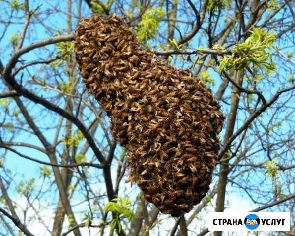 Сниму рой пчел Луга - изображение 1