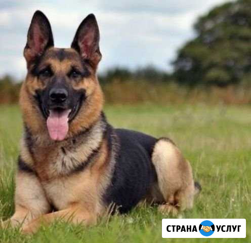 Дрессировка собак Каменск-Шахтинский - изображение 1