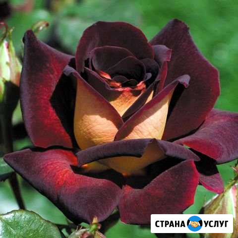 Окулировка Крыловская - изображение 1
