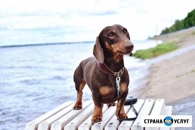 Кобель на вязку Чебоксары - изображение 1