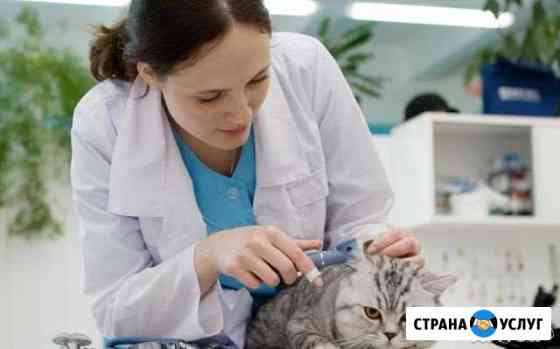 Ветеринарная помощь 24/7 в Удмуртии и в др. регион Ижевск