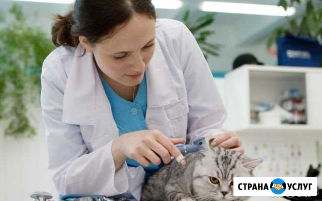 Ветеринарная помощь 24/7 в Удмуртии и в др. регион Ижевск - изображение 1