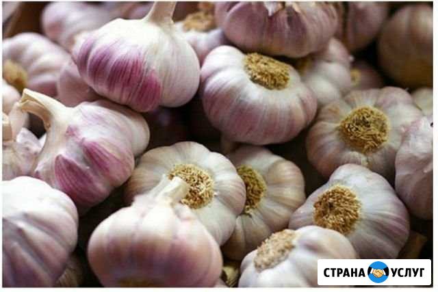 Продам чеснок Иловля - изображение 1