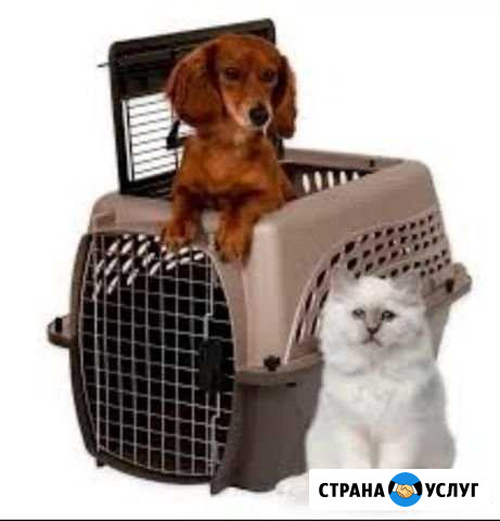 Зооперевозки Ялта - изображение 1