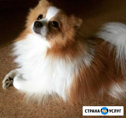 Приглашаем на вязку Пенза - изображение 1