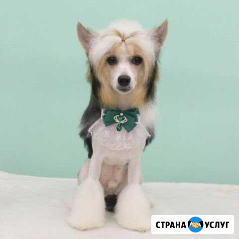 Стрижка собак и кошек в Смоленске Смоленск - изображение 1