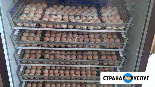 Услуги по инкубации Сочи