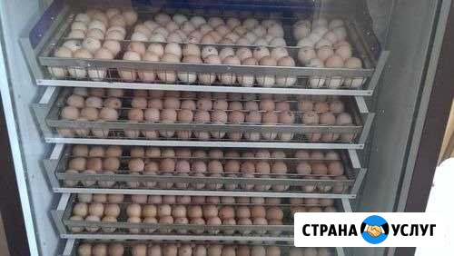 Услуги по инкубации Сочи - изображение 1