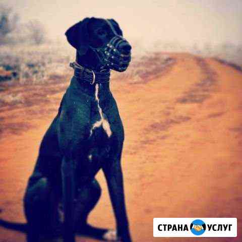 Стрижка животных Волгоград