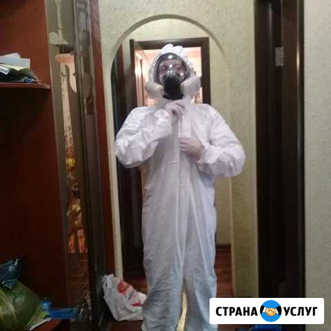Уничтожение клопов, тараканов, муравьев, мышей Серпухов - изображение 1