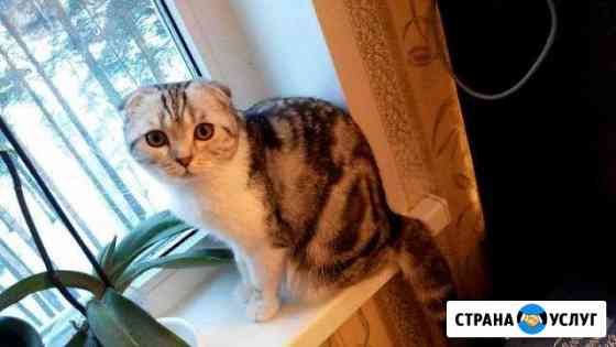 Шотландская вислоухая кошка на вязку Железногорск