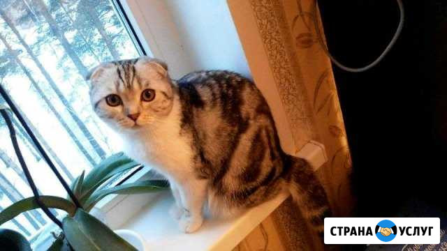 Шотландская вислоухая кошка на вязку Железногорск - изображение 1