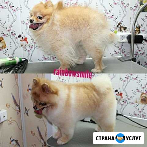 Стрижка собак и кошек Куровское - изображение 1