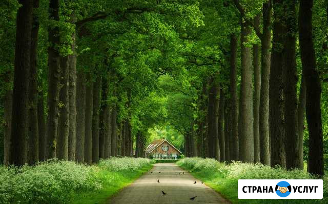 Проект освоения лесов, лесная декларация, отчеты Казань - изображение 1