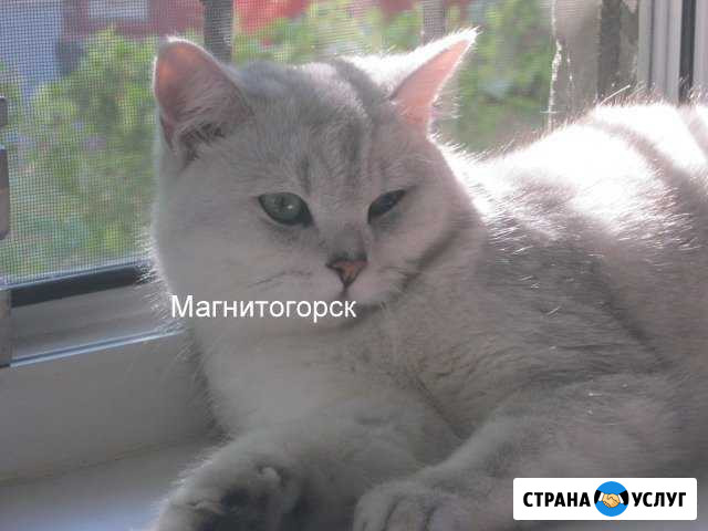 Кот. Вязка. Шиншилла Магнитогорск - изображение 1