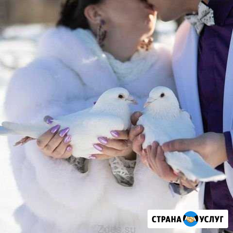 Голуби на свадьбу Тамбов - изображение 1