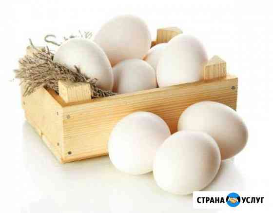 Продам домашнее яйцо Новосибирск
